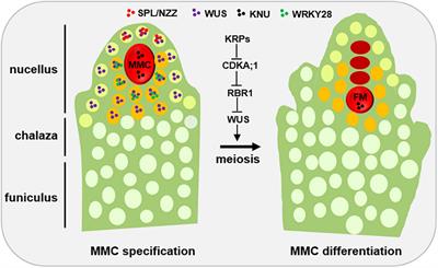 Epigenetic Regulation of Megaspore Mother Cell Formation